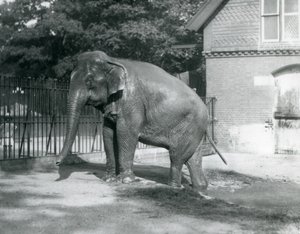 En burmesisk elefant træder ud af en pool i dens indhegning, London Zoo af Frederick William Bond
