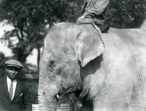En burmesisk elefant med sin træner og en anden mand, London Zoo, september 1926 af Frederick William Bond
