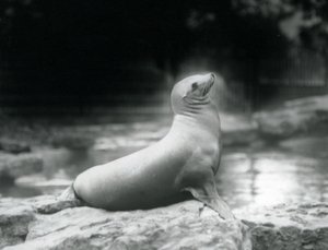 En californisk søløve, der sidder på en sten ved siden af sin pool, London Zoo, september 1925 af Frederick William Bond