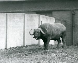 En kap/afrikansk bøfeltyr stående på bar jord ved siden af betonvæggen i dens indhegning i London Zoo i 1928 (s/h foto) af Frederick William Bond