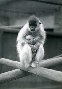 En Capped Langur holder baby, mens han sidder på en bjælke. London Zoo, 6. oktober 1913 af Frederick William Bond