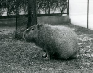 En Capybara, der sidder i sin indhegning i London Zoo i juni 1927