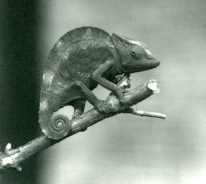 En kamæleon, der holder fast i enden af en filial, London Zoo, 1927 af Frederick William Bond