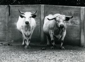 En Chartley-tyr og ko i London Zoo, juli 1924 af Frederick William Bond