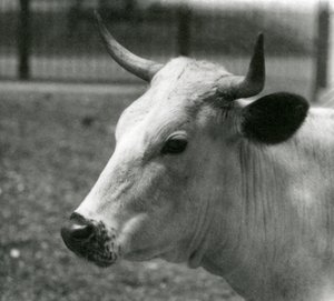 En Chartley-ko i London Zoo, juli 1924 af Frederick William Bond