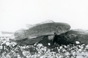 En klatrende aborre hvilende på sten og grus i bunden af sin tank, i vand i London Zoo i september 1928 af Frederick William Bond