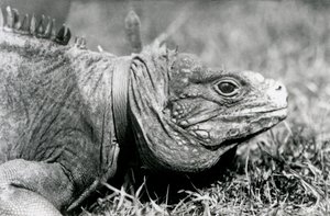 En Clouded Rock Iguana Methuselah, iført krave, gående på en græsplæne i London Zoo, juli 1924 af Frederick William Bond