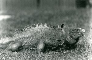 En Clouded Rock Iguana, iført krave, gående på en græsplæne i London Zoo, juli 1924 af Frederick William Bond