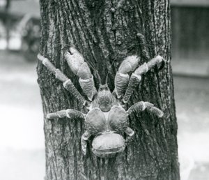 En kokosnøddekrabbe, eller røverkrabbe, klatrer i et træ, London Zoo, juli 1927 af Frederick William Bond