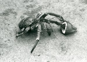 En kokosnød, eller røverkrabbe, der fodrer med kokosnød, London Zoo, juli 1927 af Frederick William Bond