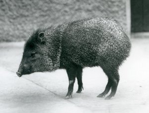 En halsbåndsspejder i London Zoo, 1927 af Frederick William Bond