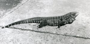 En CommonGoldGoldenBlackColumbian Tegu eller Tiger Lizard i London Zoo i august 1926 af Frederick William Bond