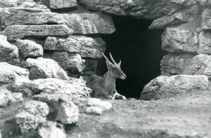 En almindelig eland hviler i indgangen til sit husly blandt klipperne i Eland/Antelope Paddock, London Zoo i 1929 (s/h foto) af Frederick William Bond