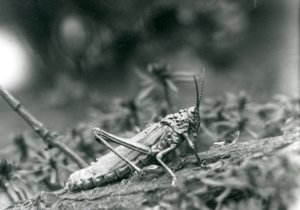 A Common Milkweed Locust i London Zoo, maj 1927 af Frederick William Bond