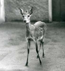 En kronet Sahel-vestafrikansk Bush Duiker i London Zoo i august 1927 af Frederick William Bond
