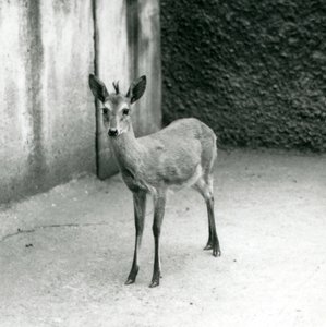 En kronet Sahel-vestafrikansk Bush Duiker i London Zoo i august 1927 af Frederick William Bond