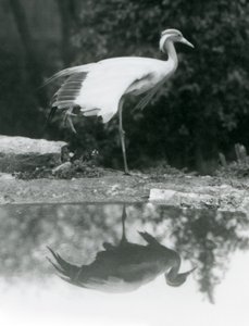 En Demoiselle Crane stående, på et ben, med sin spejllignende refleksion i poolen nedenfor, London Zoo af Frederick William Bond