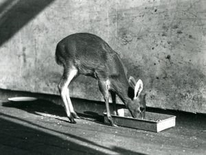 En Duiker, der fodrer fra en bakke på jorden, London Zoo, juli 1925 af Frederick William Bond