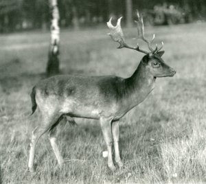 En dådyrbuk i London Zoo i oktober 1924 af Frederick William Bond