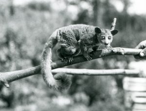 En Galago, der går langs en gren, som holdes af en keeper, London Zoo af Frederick William Bond