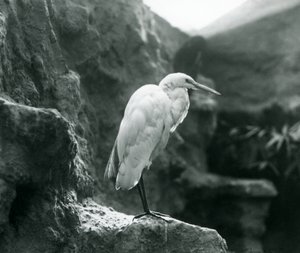 En Great Common Egret eller Great White Heron stående på en klippe i London Zoo i september 1927 af Frederick William Bond