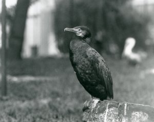 En storskarv i London Zoo i september 1927 af Frederick William Bond