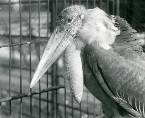 A Greater Adjutant Stork i London Zoo i juli 1925 af Frederick William Bond