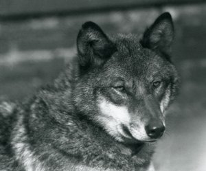 En grå ulv i London Zoo, 1925 af Frederick William Bond