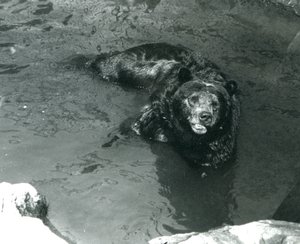 En grizzlybjørn bader i sin pool i London Zoo i 1924 af Frederick William Bond