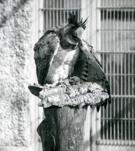 En harpy-ørn i London Zoo, april 1914 af Frederick William Bond