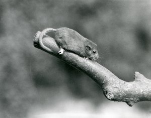 En Hassel/Common Dormouse på en gren, London Zoo af Frederick William Bond