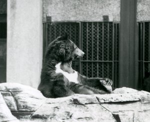 En Himalaya-sortbjørn, der sidder tilbage på klipperne og holder tæerne, London Zoo af Frederick William Bond
