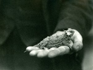 A Horned Lizard hviler i sin vogterhånd, London Zoo, april 1923 (bw foto) af Frederick William Bond