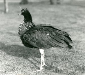 En Horned Screamer stående på græs i London Zoo i september 1927 af Frederick William Bond