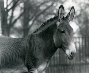 En hybrid zebra i London Zoo i juli 1924 af Frederick William Bond