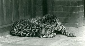 En Jaguar hviler i London Zoo i juni 1924 af Frederick William Bond