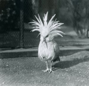 En Kagu eller Cagu, der viser sine kamfjer i London Zoo, juni 1921