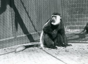 En kikuyu sort-hvid Colobus-abe sidder i sit indhegning i London Zoo i juli 1925 af Frederick William Bond