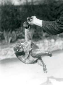 En Kinkajou suspenderet fra en målmandsfinger ved sin gribehale, London Zoo, september 1925 af Frederick William Bond