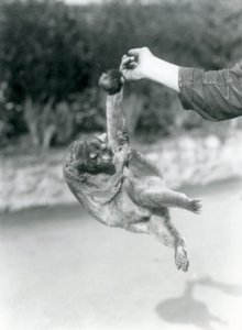 En Kinkajou suspenderet fra en målmandsfinger ved sin gribehale, London Zoo, september 1925 af Frederick William Bond