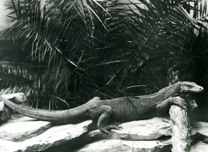 En Komodo DragonMonitor hviler sin hals og forben op mod en træstamme i London Zoo i juni 1927 af Frederick William Bond