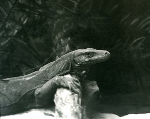 En Komodo DragonMonitor hviler sin hals og forben op mod en træstamme i London Zoo i juni 1927 af Frederick William Bond