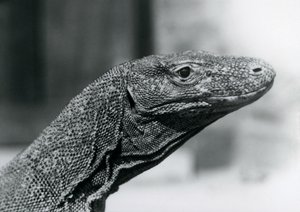 En Komodo-drage i London Zoo i august 1928 (s/h-billede) af Frederick William Bond