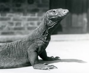 En Komodo-drage i London Zoo i august 1928 (s/h-billede) af Frederick William Bond