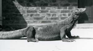 En Komodo-drage i London Zoo i august 1928 (s/h-billede) af Frederick William Bond