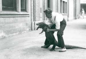 En Komodo-drage holdes op på bagbenene af en målmand i London Zoo i august 1928 (s/h-foto) af Frederick William Bond