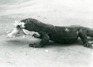 En Komodo-drage spiser en kylling, London Zoo af Frederick William Bond