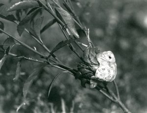 En landermitkrebs, der klatrer på en lille gren, London Zoo af Frederick William Bond