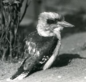 A Laughing Kookaburra i London Zoo i april 1925 af Frederick William Bond