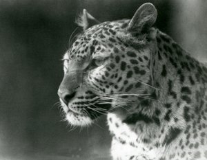 En leopard i London Zoo i 1930 (s/h-billede) af Frederick William Bond